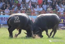 越南斗牛在线观看,在线观看的独特体验