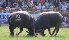 越南斗牛在线观看,在线观看的独特体验