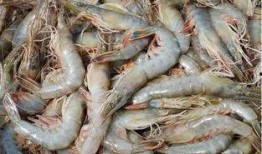 臭鱼烂虾爆料视频下载,臭鱼烂虾爆料视频背后的真相与下载攻略