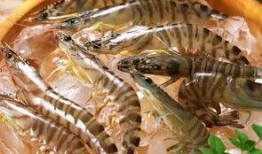 臭鱼烂虾爆料视频下载,臭鱼烂虾爆料视频背后的真相与下载攻略