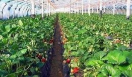 大棚草莓爆料怎么做视频,视频教你轻松种植草莓