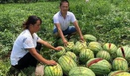 琼海网红吃瓜事件,揭秘网络舆论的风暴与真相