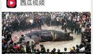 吃瓜挑战广告视频下载免费,轻松体验趣味互动！