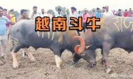 越南斗牛在线观看,在线观看的独特体验