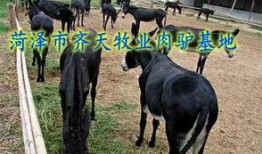 爆料大驴的视频大全播放,热门内容盘点与精彩瞬间回顾